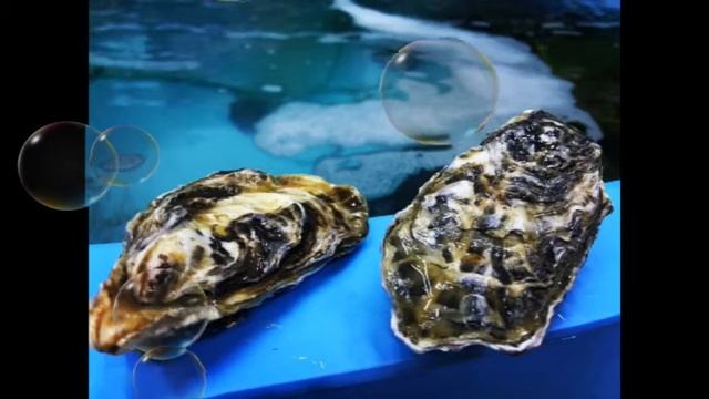 Устрица Хасанская живая купить в Екатеринбурге смотреть онлайн