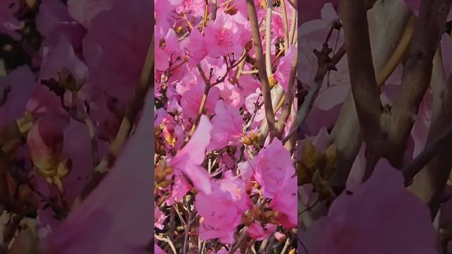 Шмель и цветущая листопадная азалия смотреть онлайн