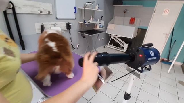 Grooming Cavalier King Charles Spaniel ⏩ (speeded up) ⏩ Bath & Haircut смотреть онлайн