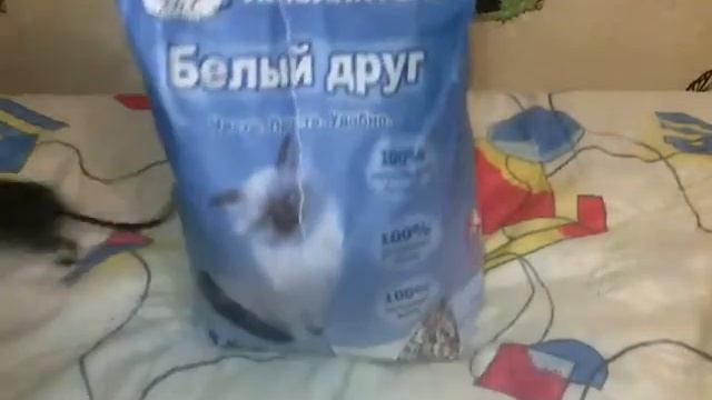 Второй дегу?Новое жильё?Покупки из зоомагазина. смотреть онлайн