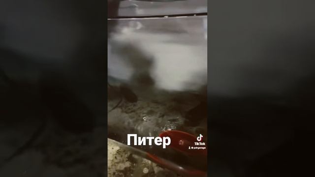 Центр локального ремонта в СПб удаление ремонт царапин . Удаление вмятин в ПИТЕРЕ PDRgarage смотреть онлайн