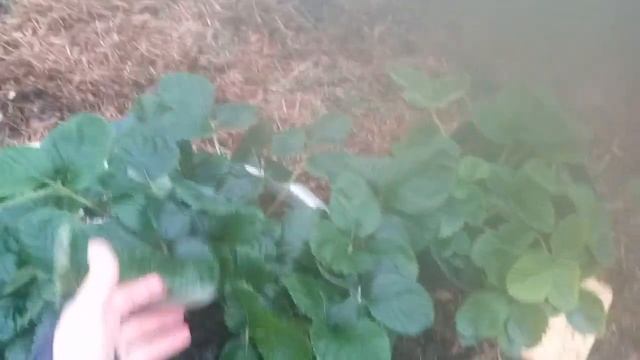 Как быстро помыть теплицу и не намочить руки... смотреть онлайн