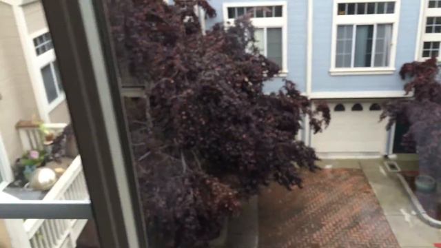 Pinto palm Ter #17, Sunnyvale CA смотреть онлайн
