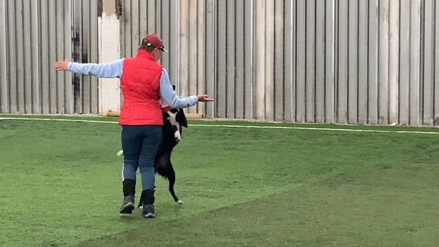 Как научить собаку командам Дрессировка собаки Танцы с собакой №51/2.Брина-15,5 месяцев смотреть онлайн