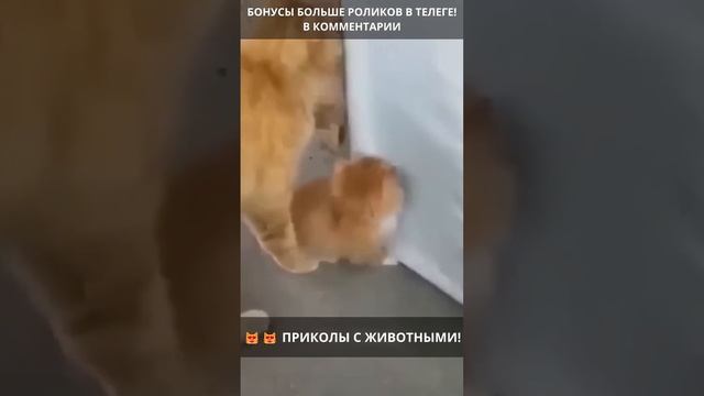 ?? Лучшие приколы с животными! Смейся до слез! ВЫПУСК 292 смотреть онлайн