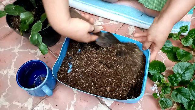 Cultivo y Sustrato de Cactus de Navidad смотреть онлайн