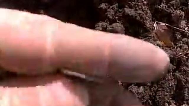 (Metal Detecting) Roosevelt Dime