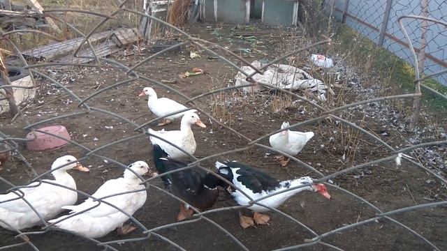 Мега морковь, капельный полив, оранжерея смотреть онлайн