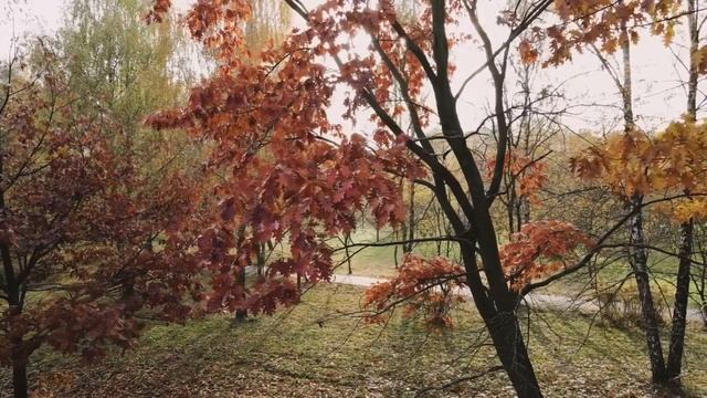 Осень, музыка и релакс