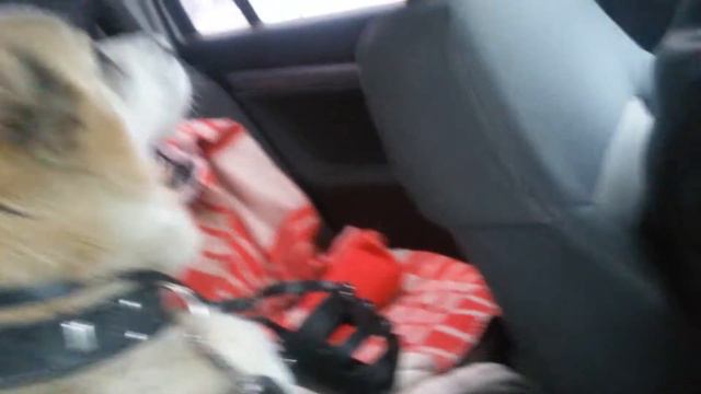 САО. АЛАБАИ/ВОЛКОДАВЫ. ЕДИМ на ВЯЗКУ. / ЧТО БУДЕТ?/ СОСТОИТСЯ ли вязка ? 30 ноября 2017 г. смотреть онлайн