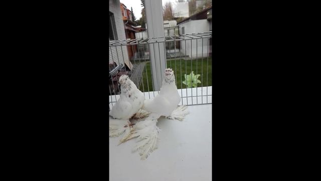 ГОЛУБИ / ДВУХЧУБЫЕ ГУЛЬБАДАМЫ / ГОЛУБИ / Pigeons / Taube смотреть онлайн
