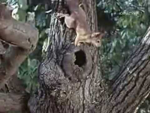 Дрессировщики 1975 3 серия смотреть онлайн