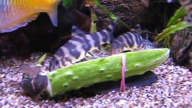 Императорские боции и огурец_0438 смотреть онлайн