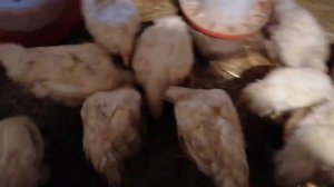 Бройлеры / Почему бройлеры плохо растут?