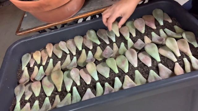 Paano ako magpadami ng succulents galing sa dahon? | Marge Santillan смотреть онлайн