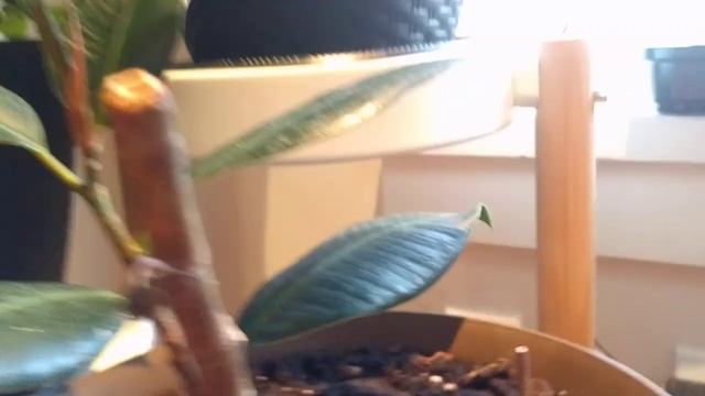 Как обновить старый фикус! Не бойтесь обрезать кардинально под 10-15 см и немного о моей розе смотреть онлайн