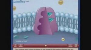 Натрий калиевый насос  Механизм