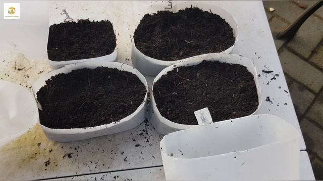 Winter sowing hardy perennial flowering plants ~ Rudbeckia, Echinacea, Dianthus & Larkspur смотреть онлайн
