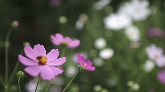 Canon EOS 80D with EF 24-70mm F4L and Sigma Art 30mm F1.4 смотреть онлайн