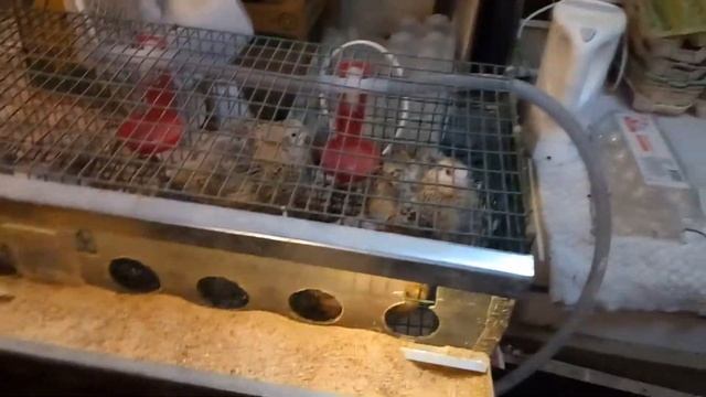 Эстония, бизнес на дому. смотреть онлайн