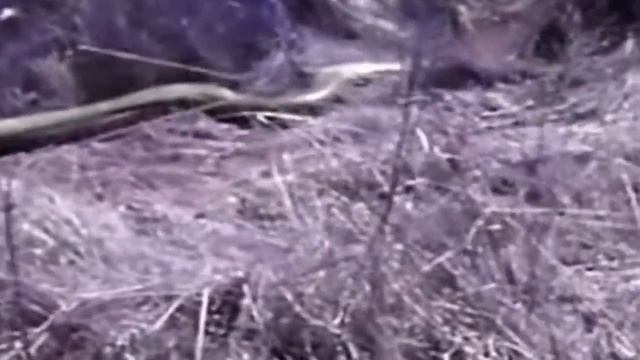 Giant Anaconda Snake Attacks Lion Python vs Monkey Giant Anaconda Attacks Human 2016 смотреть онлайн