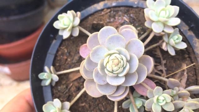 OROSTACHYS IWARENGE (???) смотреть онлайн