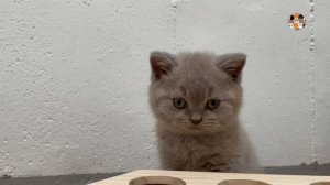 33 Котёнка - СМЕШНОЙ МАЛЕНЬКИЙ КОТЁНОК НЕ ОЖИДАЛ ТАКОГО! ПРАНКИ НАД КОТЯТАМИ 33 Kotenka FUNNY KITTE