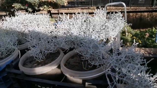 Калоцефалус - ЗИМНЯЯ СКАЗКА на Вашей грядке. Обзор и черенкование. смотреть онлайн
