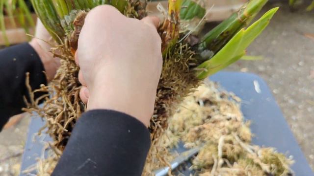 Grammatophyllum Repotting And Care Instruction