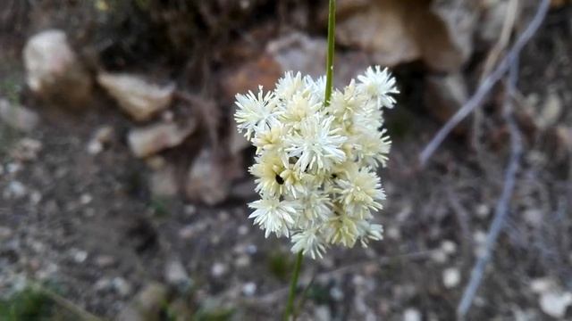 Luzula lutea (Yellow Woodrush) смотреть онлайн