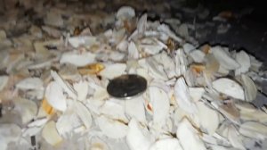 Как заготовить щепу для копчения в домашних условиях