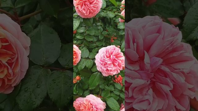 Роза Чиппендейл 