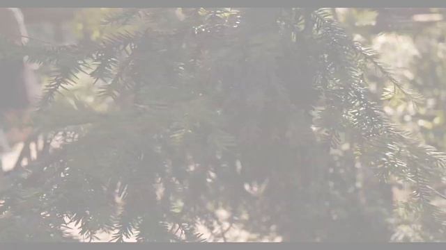 Tandava Shiva - танец Шивы (2021) смотреть онлайн