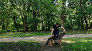 Немецкая овчарка Дрессировка немецкой овчарки Как дрессировать немецкую овчарку Занятие с овчаркой