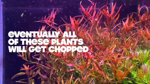 FARM LIFE - 30 Gallon High Tech Planted Tank смотреть онлайн