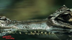 УЧИМ  ЖИВОТНЫХ АФРИКИ / РАЗВИВАЮЩИЕ МУЛЬТИКИ ДЛЯ ДЕТЕЙ