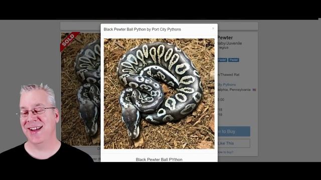 Common Ball Python Combinations смотреть онлайн