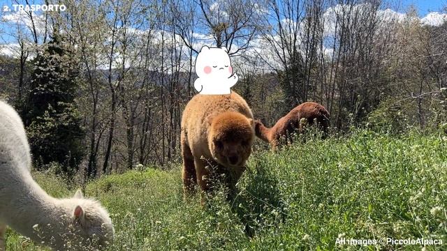 3 COSE che gli ALPACA NON FANNO смотреть онлайн