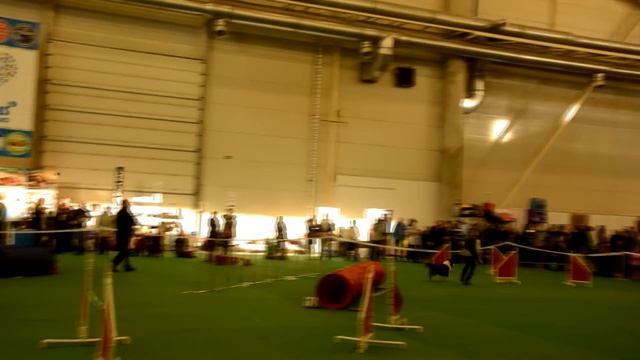 Crystal Cup of Ukraine 14-15.12. Border Collie Merryshin смотреть онлайн