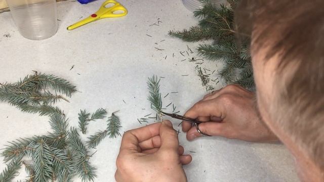 Размножение голубой ели черенками. Черенкование голубой ели. смотреть онлайн