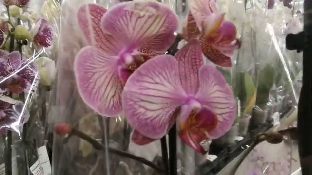 Первый обзор орхидей в Леруа Мерлен 2021 год