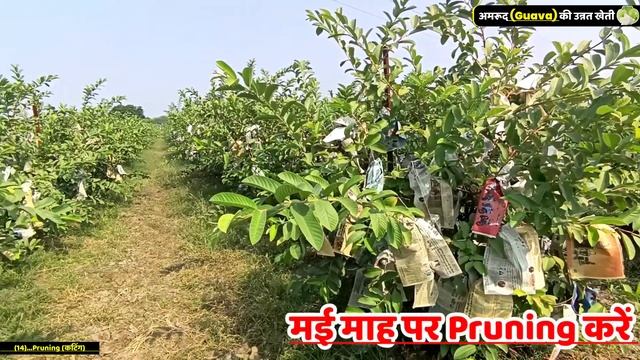 अमरूद की खेती | Amrud ki kheti | guava farming | guava fruit | Thai Amrud farming смотреть онлайн