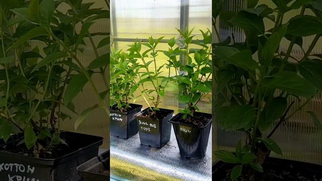 КУПИТЬ САЖЕНЦЫ ГОРТЕНЗИИ МЕТЕЛЬЧАТОЙ В НАБОРЕ ИЗ ТРЁХ ШТУК смотреть онлайн