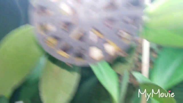 High Desert Orchids Minihaul and updates смотреть онлайн