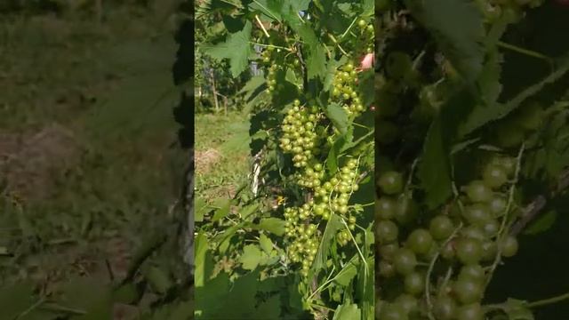 Красная смородина "Натали" смотреть онлайн