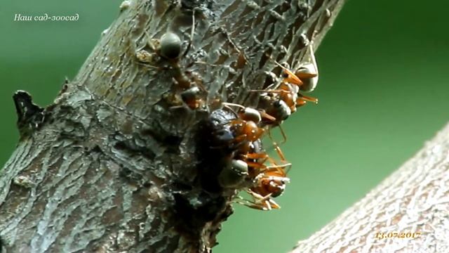 Муравьи Formica cinerea доят щитовку смотреть онлайн