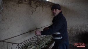 Арашан койлорун багуу / Новая порода овец Арашан