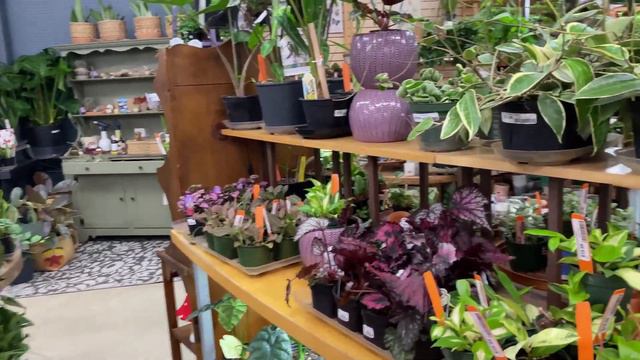 Plant Shop Tour | Houseplants & Garden смотреть онлайн