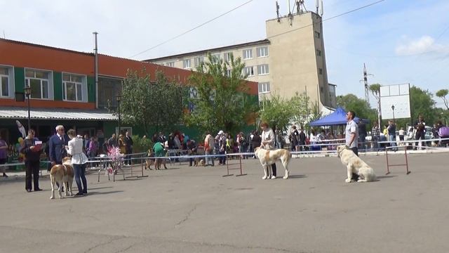 Выставка собак разных пород. смотреть онлайн