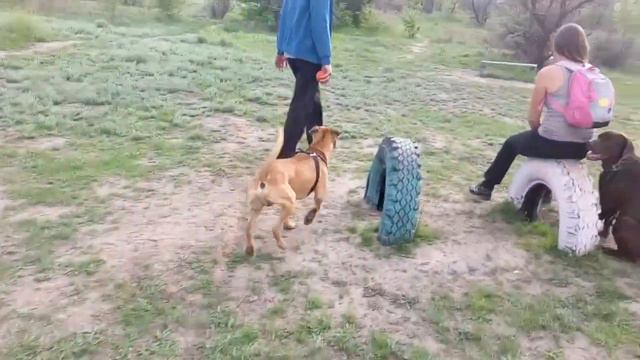 Ахиллес Запорожье смотреть онлайн